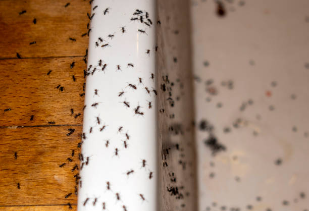 Best Local Pest Control Services  in Patton Village, TX