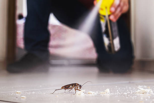 Best Residential Pest Control  in Patton Village, TX